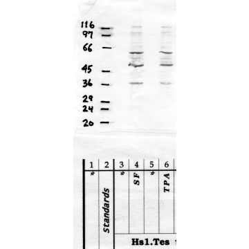 Anti-Polyserase-1 Rabbit Polyclonal Antibody