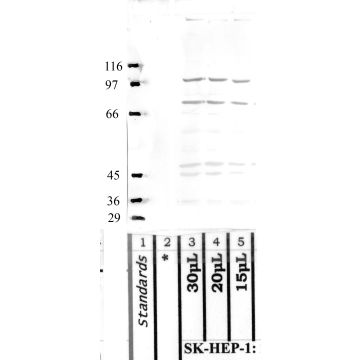 Anti-MASP-2 Rabbit Polyclonal Antibody