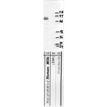 Anti-Matriptase-2 Rabbit Polyclonal Antibody