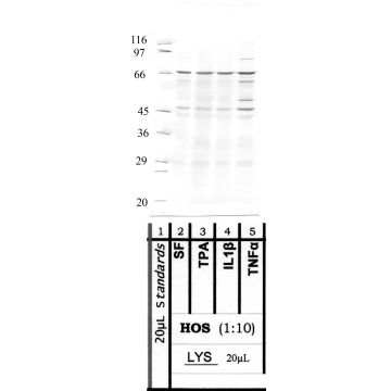Anti-ADAMTS-3 Rabbit Polyclonal Antibody