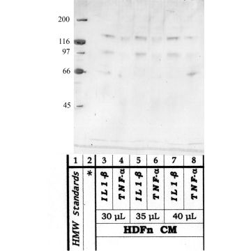 Anti-BMP-1 Rabbit Polyclonal Antibody