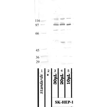Anti-MASP-1 Rabbit Polyclonal Antibody