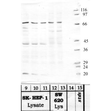 Anti-Matriptase-1 Rabbit Polyclonal Antibody