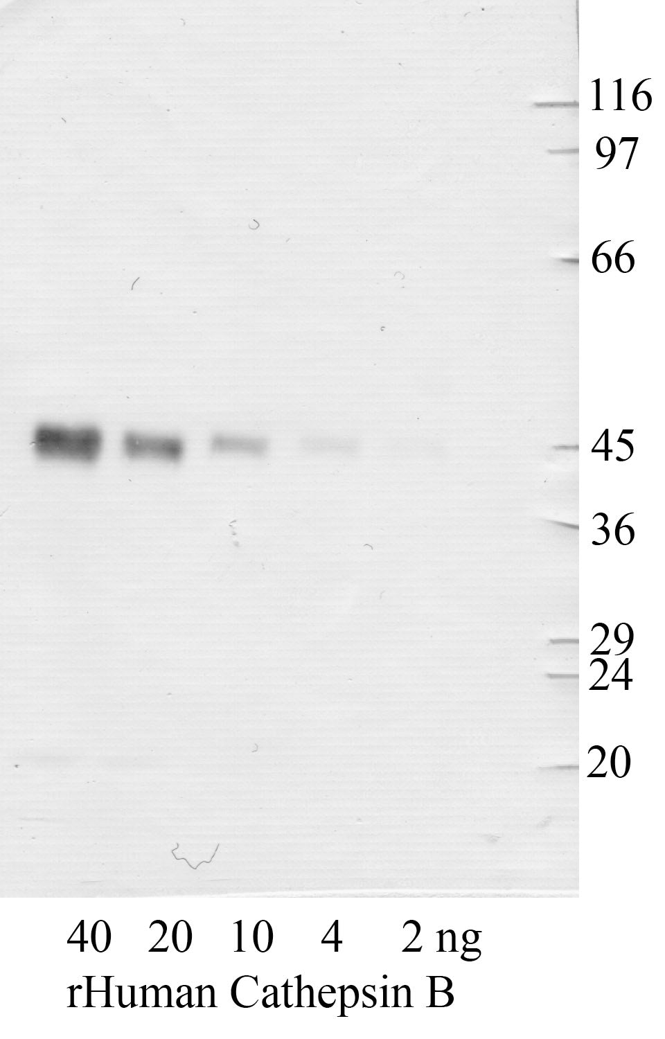 Cathepsin B antibody Western blot validation