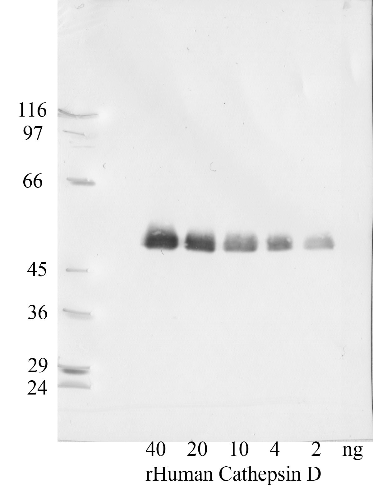 Cathepsin D antibody Western blot validation
