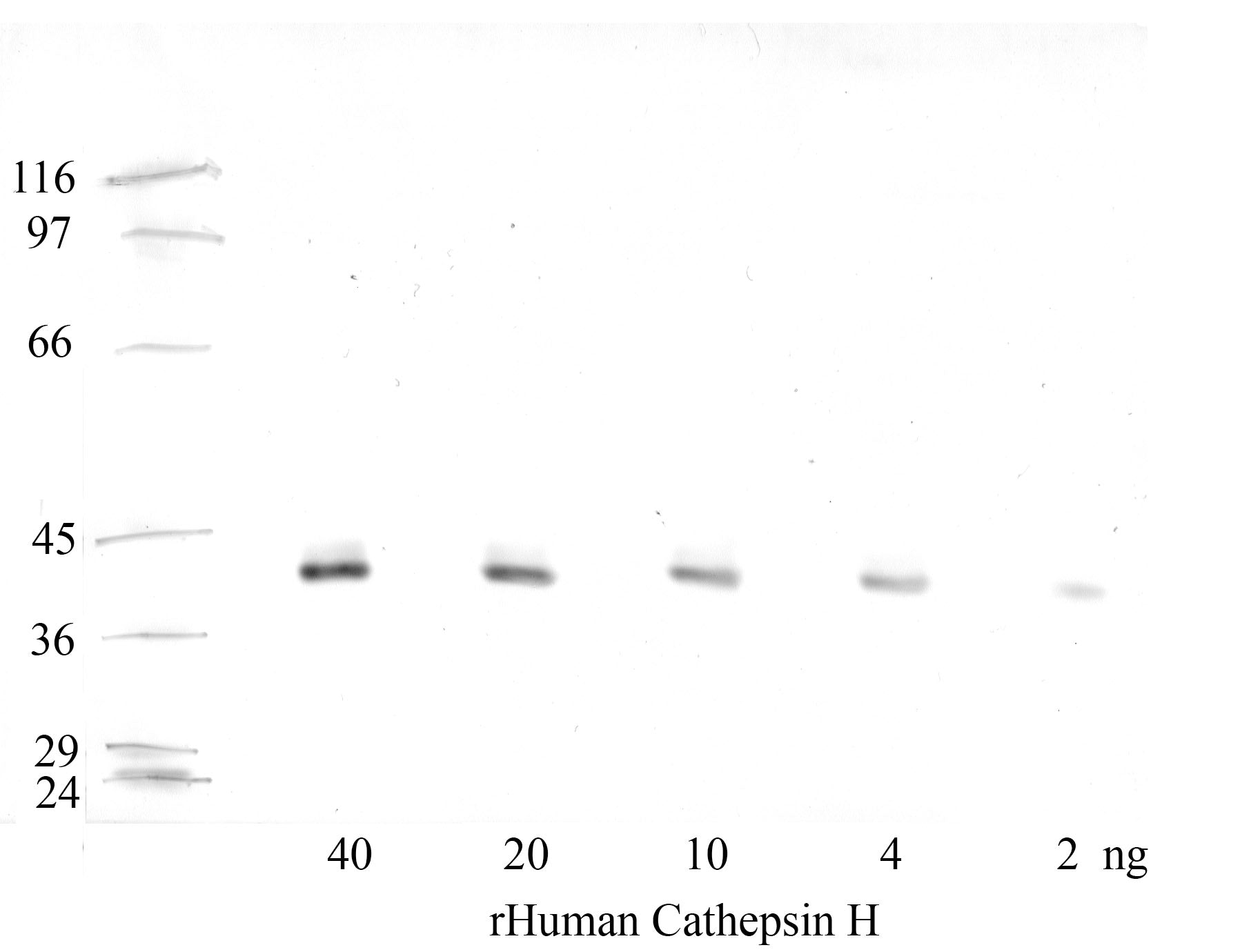 Cathepsin-H: Propeptide domain — WB validation