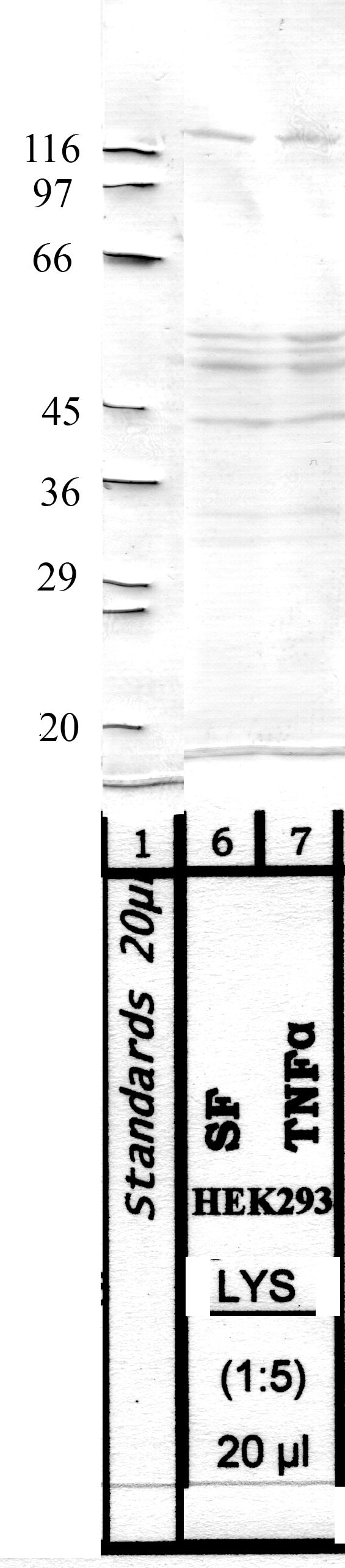 Napsin Propeptide domain antibody Western blot validation