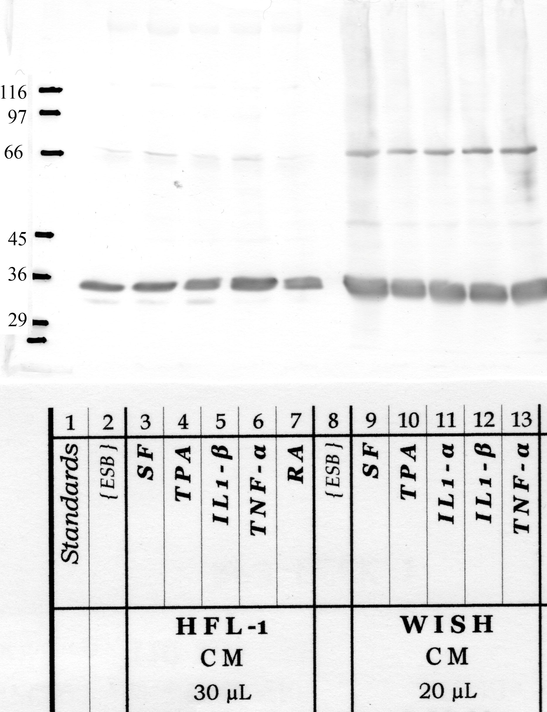 RECK: first spacer region — WB validation
