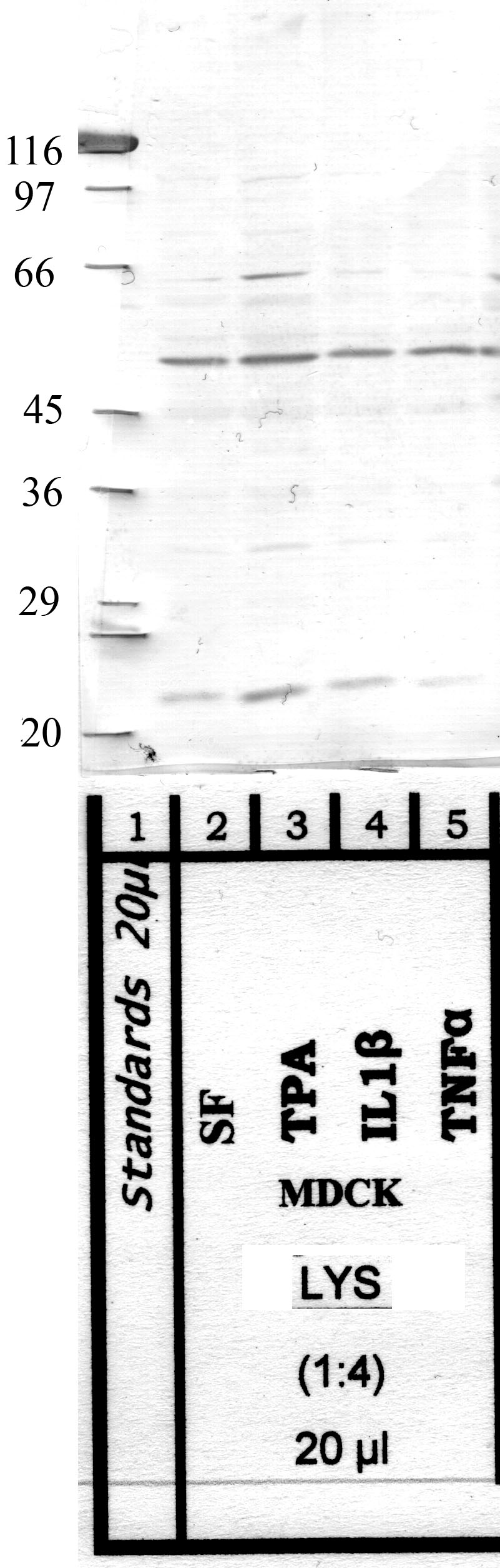 Napsin: Catalytic domain — WB validation
