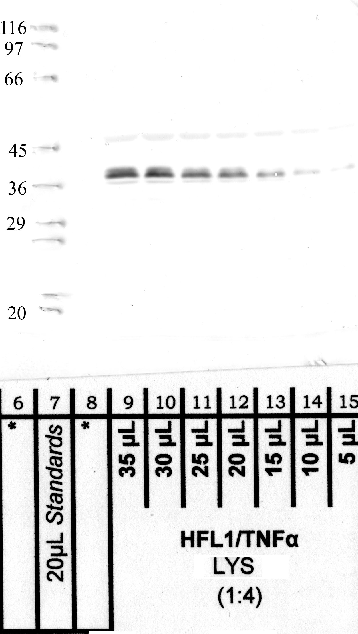 Napsin: Carboxyterminal end Napsin-A — WB validation