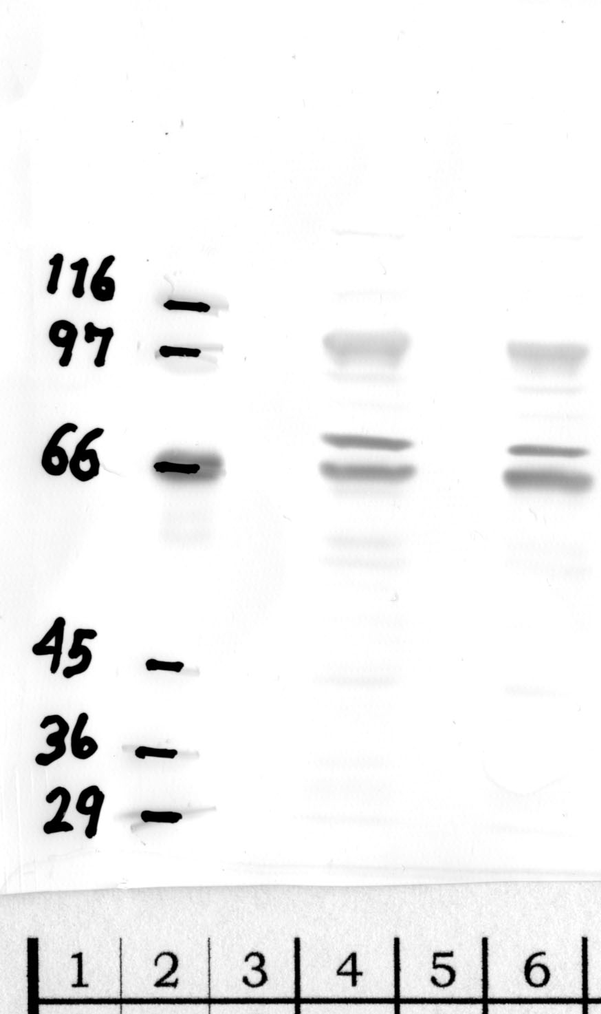 DPP-8: Aminterminal end — WB validation