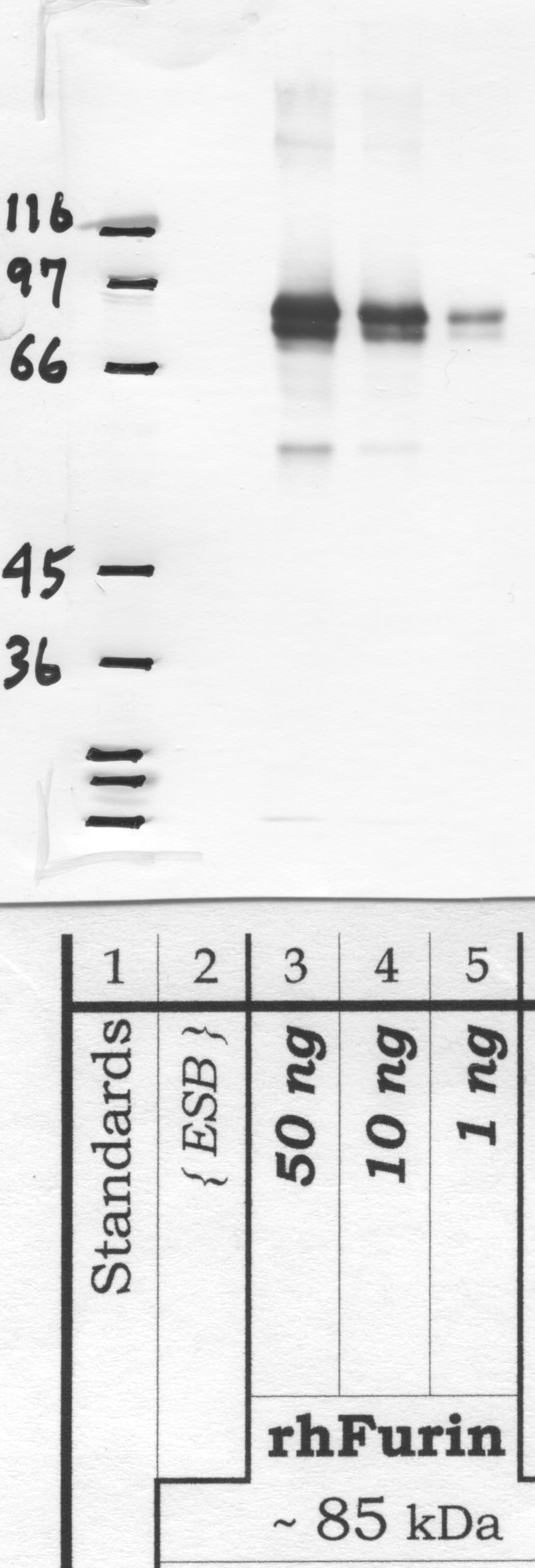 Furin: Amino end mature enzyme — WB validation