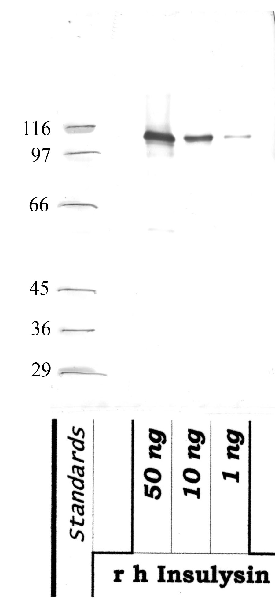 Insulysin: Catalytic Metalloproteinase domain — WB validation