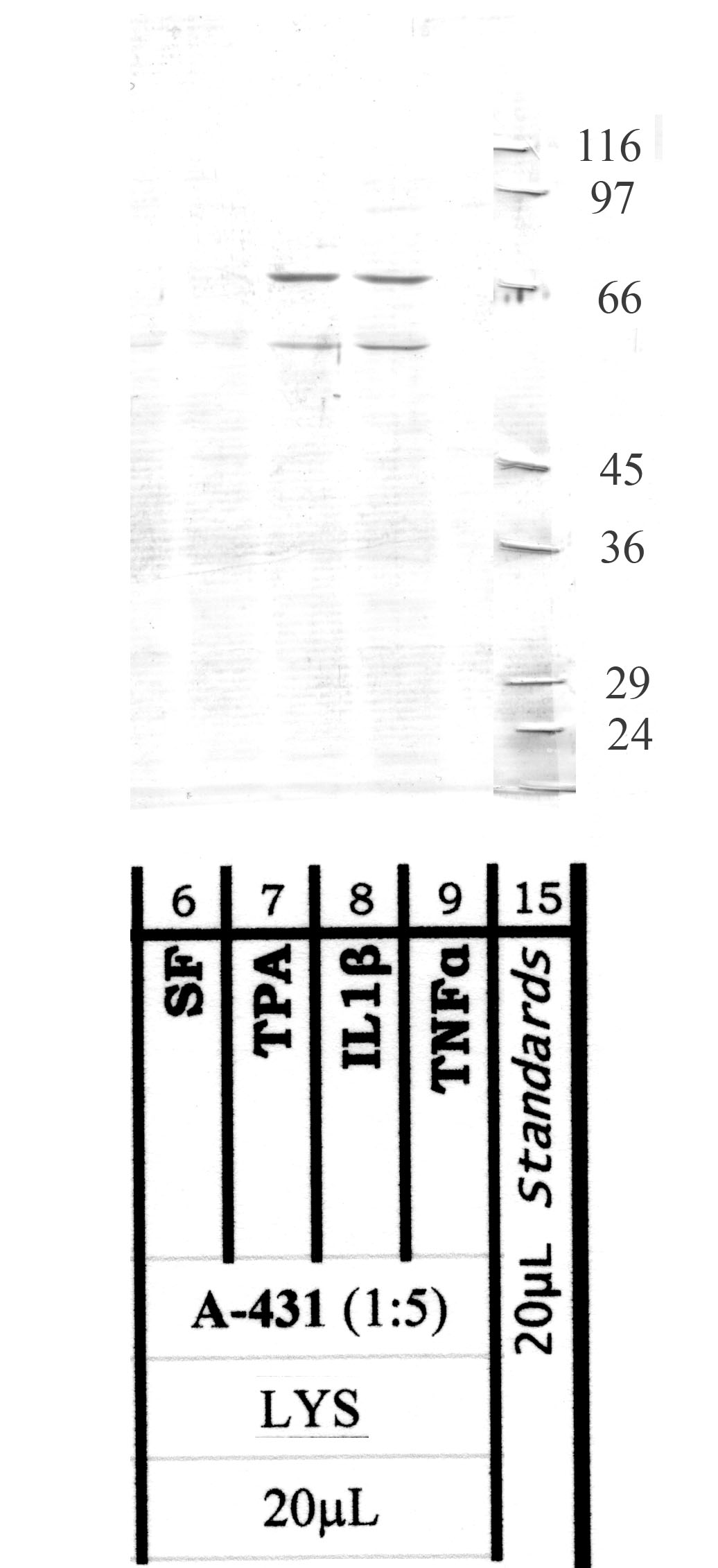 MMP-16: Hinge region — WB validation