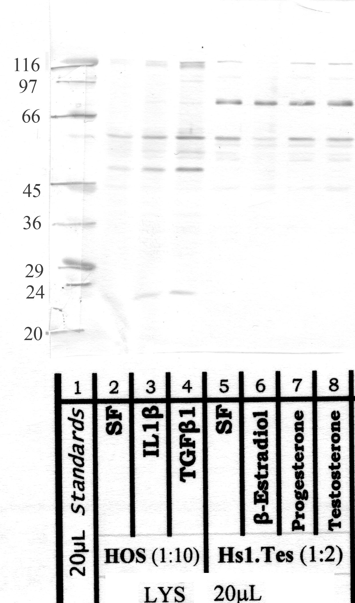 MMP-21H: Propeptide domain human MMP-21 — WB validation