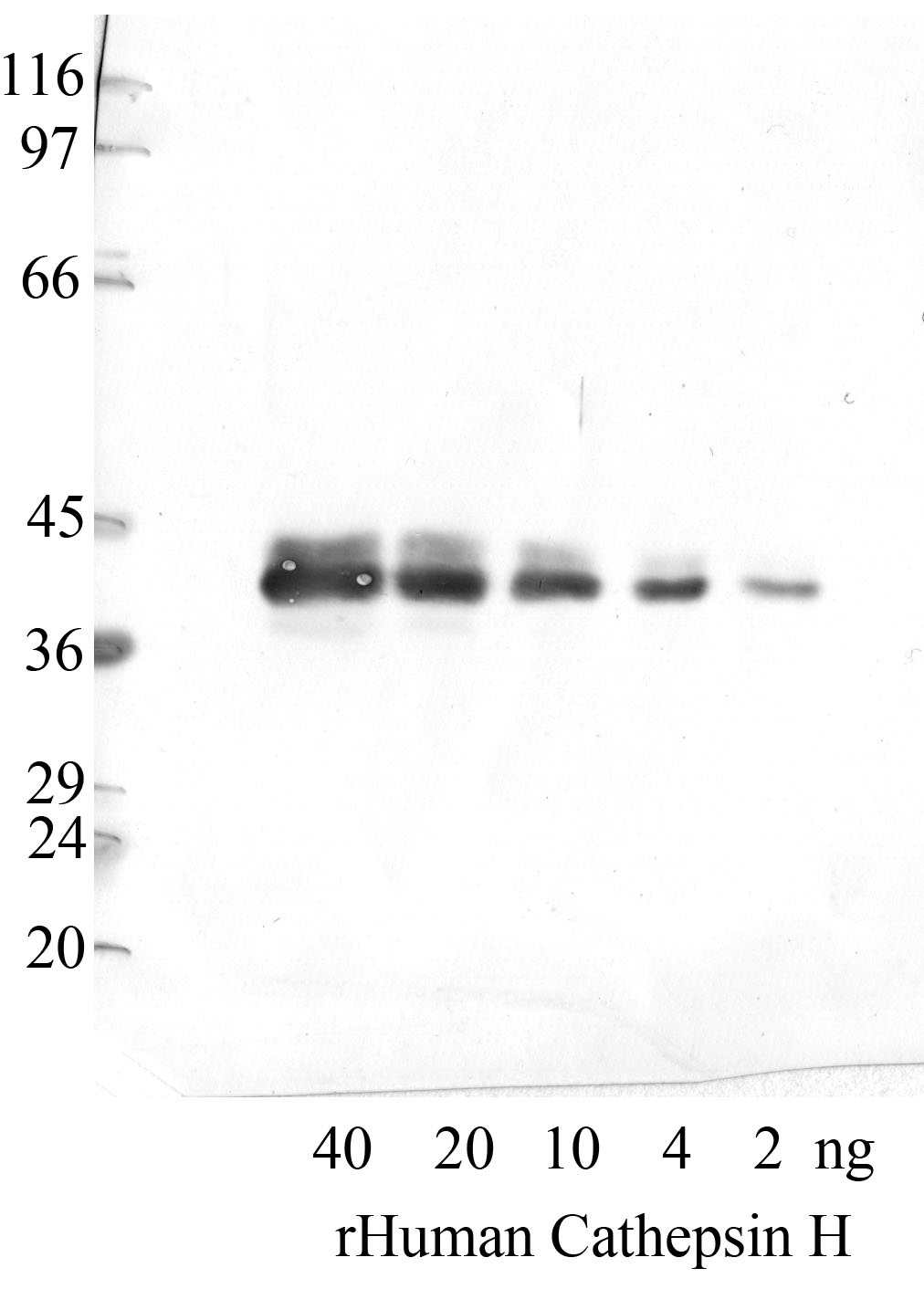 Cathepsin-H: Catalytic domain — WB validation