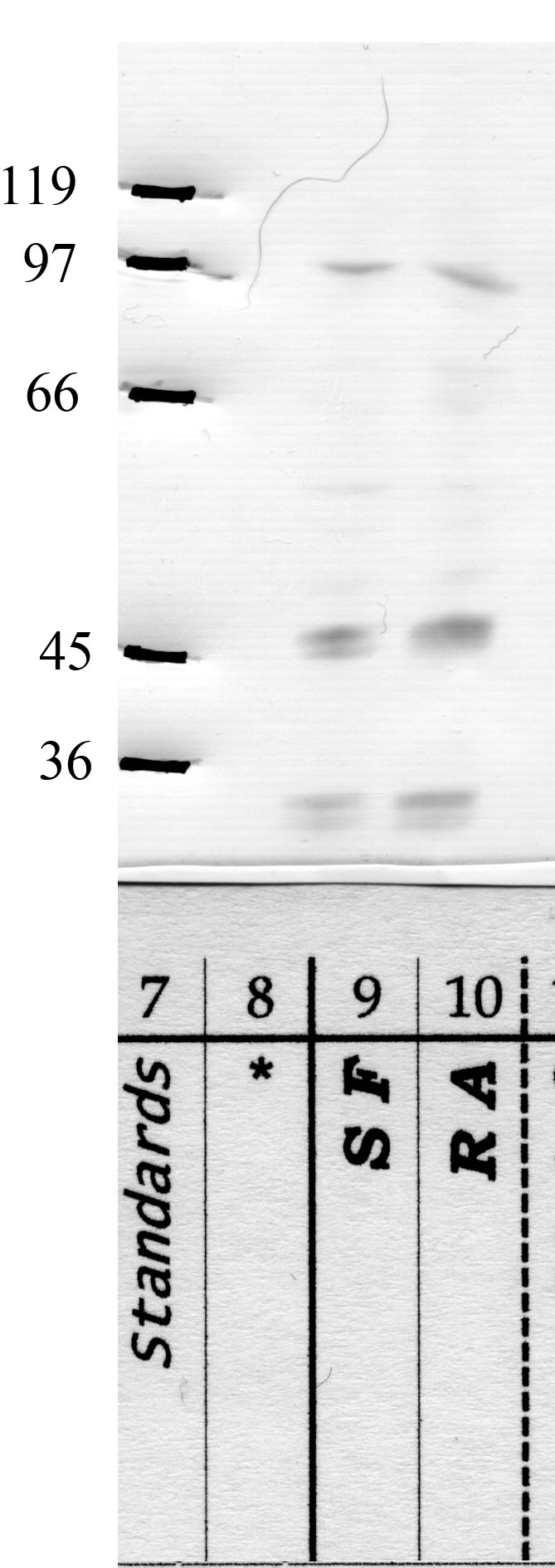 DPP-10: Â Spacer Region — WB validation