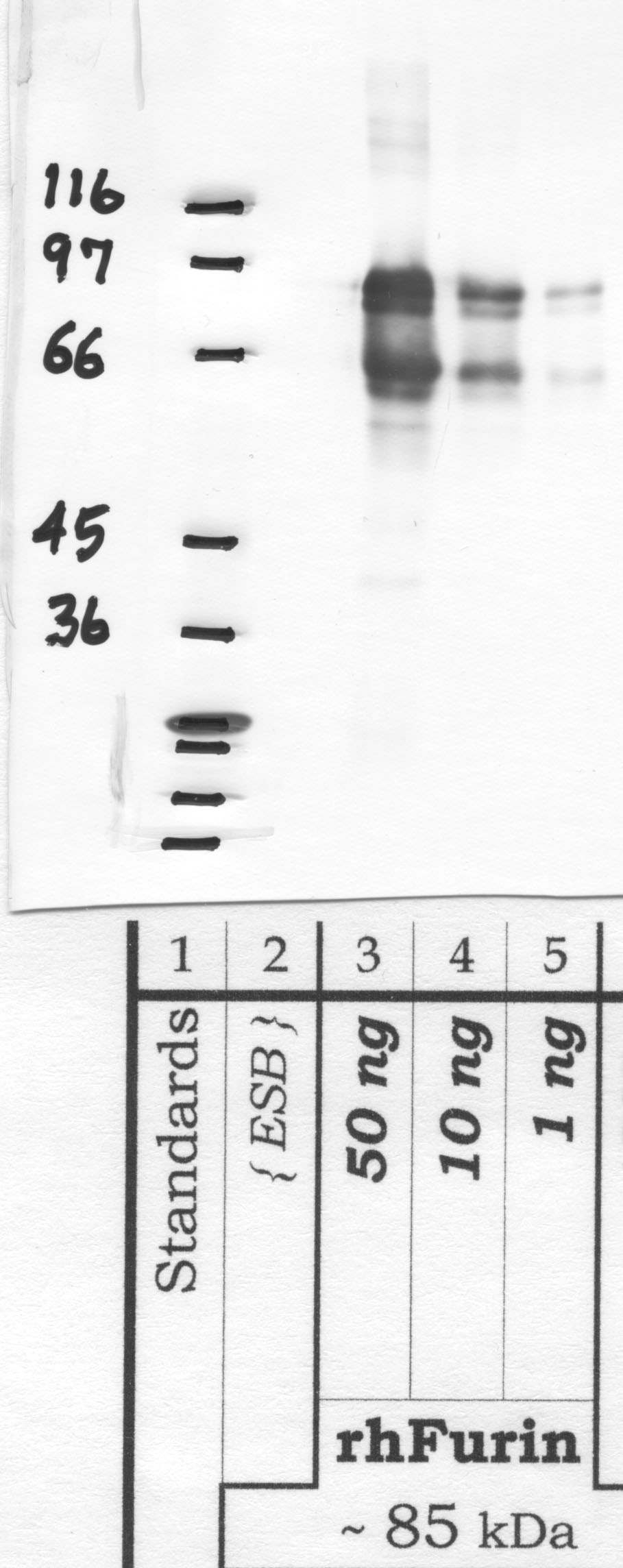 Furin: Homo-B domain — WB validation