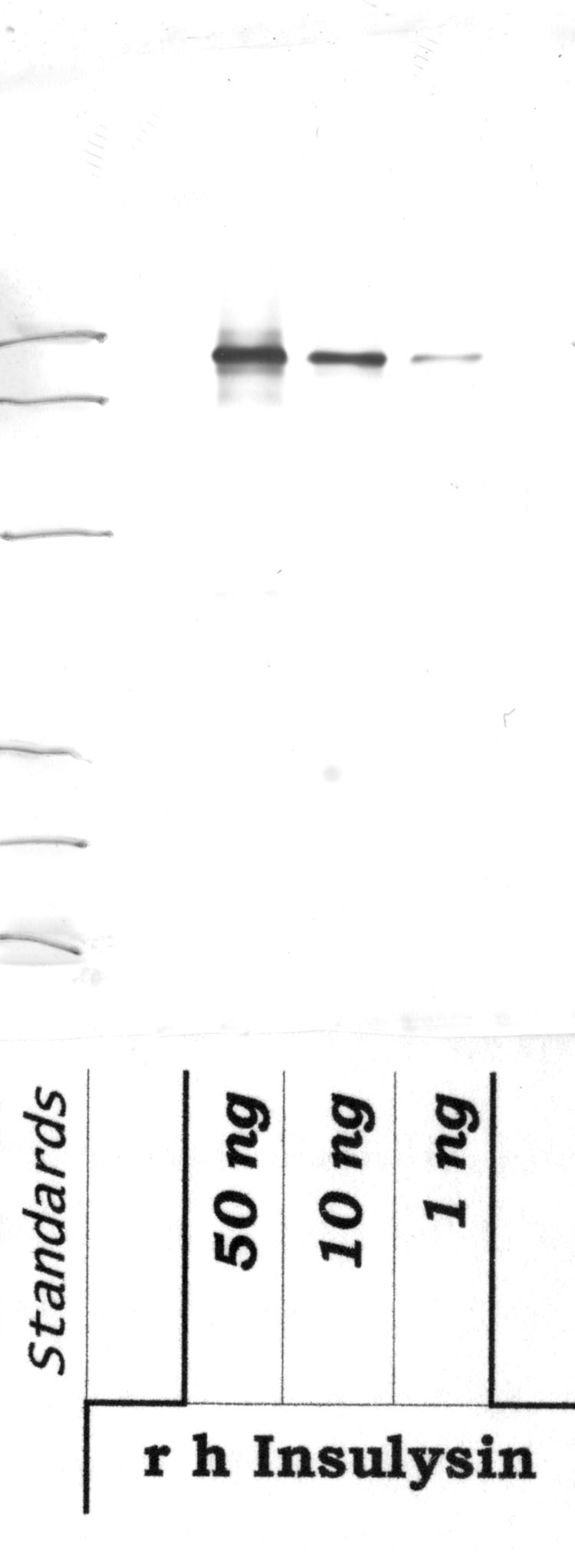 Insulysin: Inactive Metalloproteinase domain — WB validation