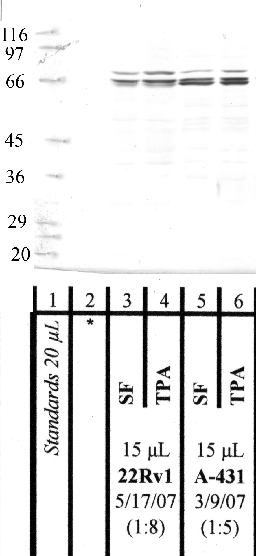 MMP-16: Carboxy end — WB validation