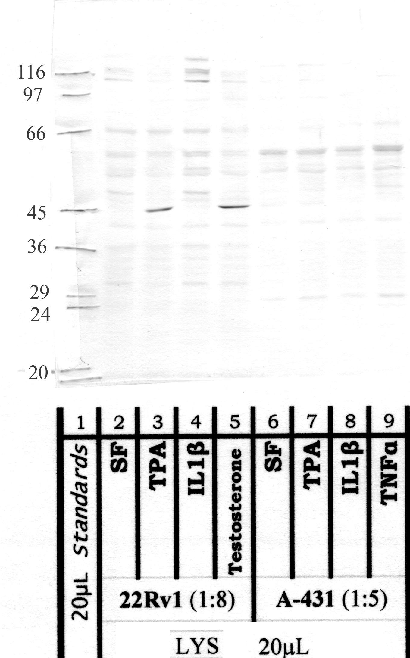 MMP-21H: Aminoterminal end of active HUMAN MMP-21 — WB validation