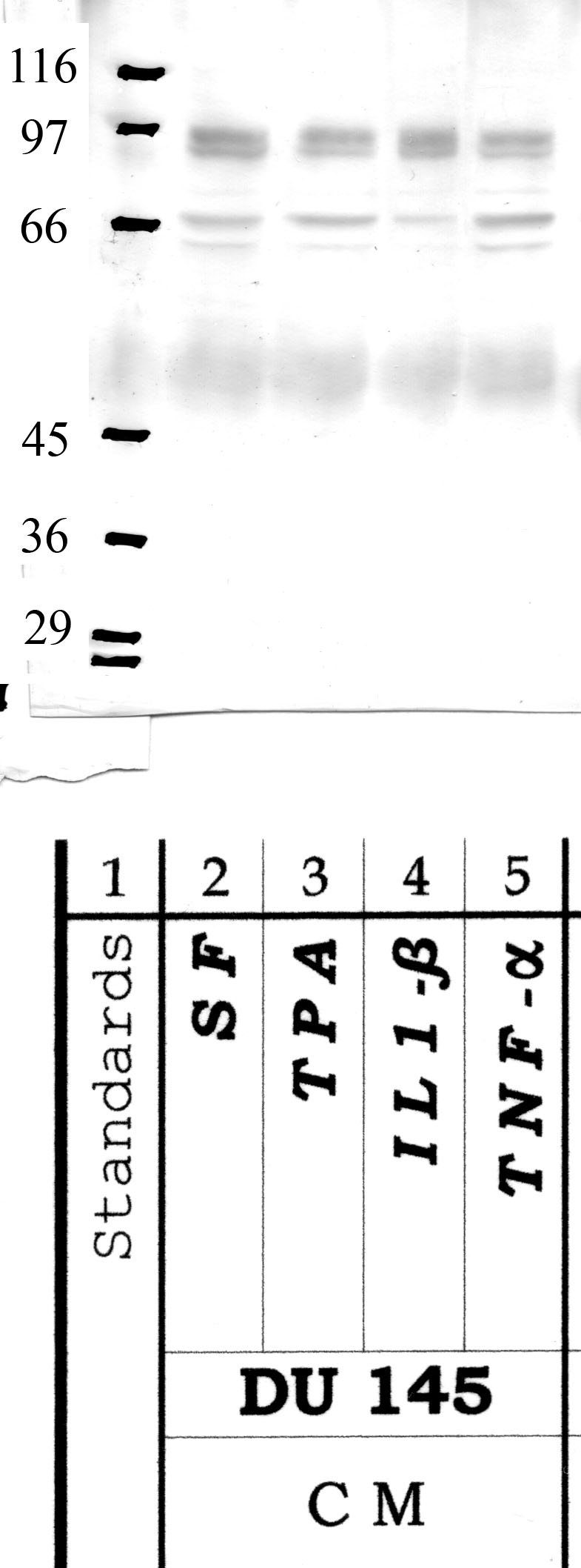 PC-4: P-Domain — WB validation