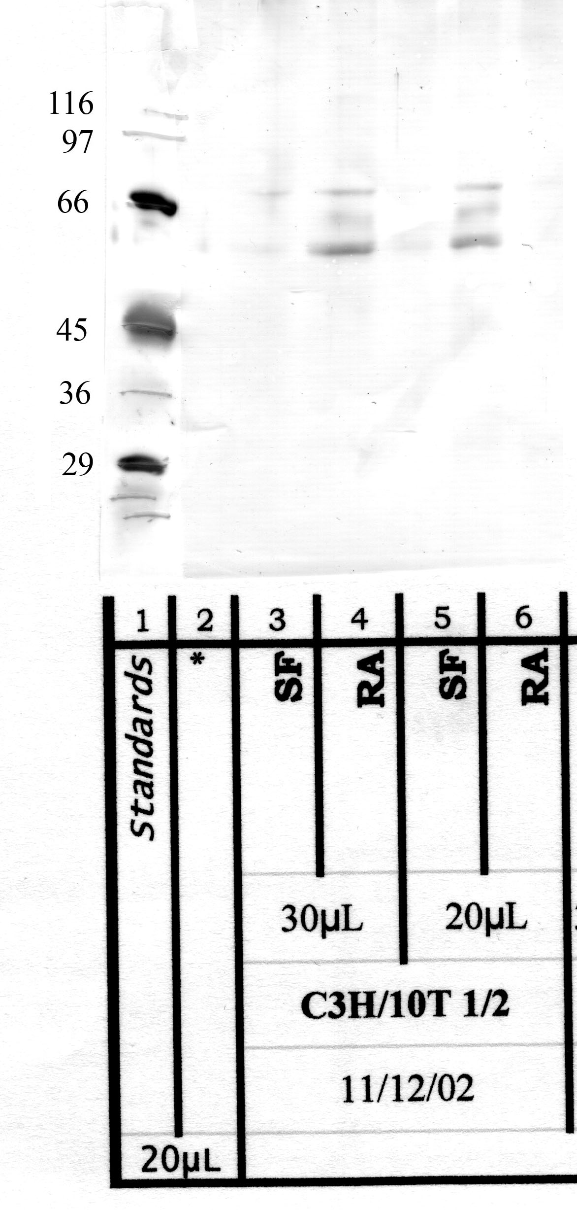 TMPRSS-11A: SEA Domain — WB validation
