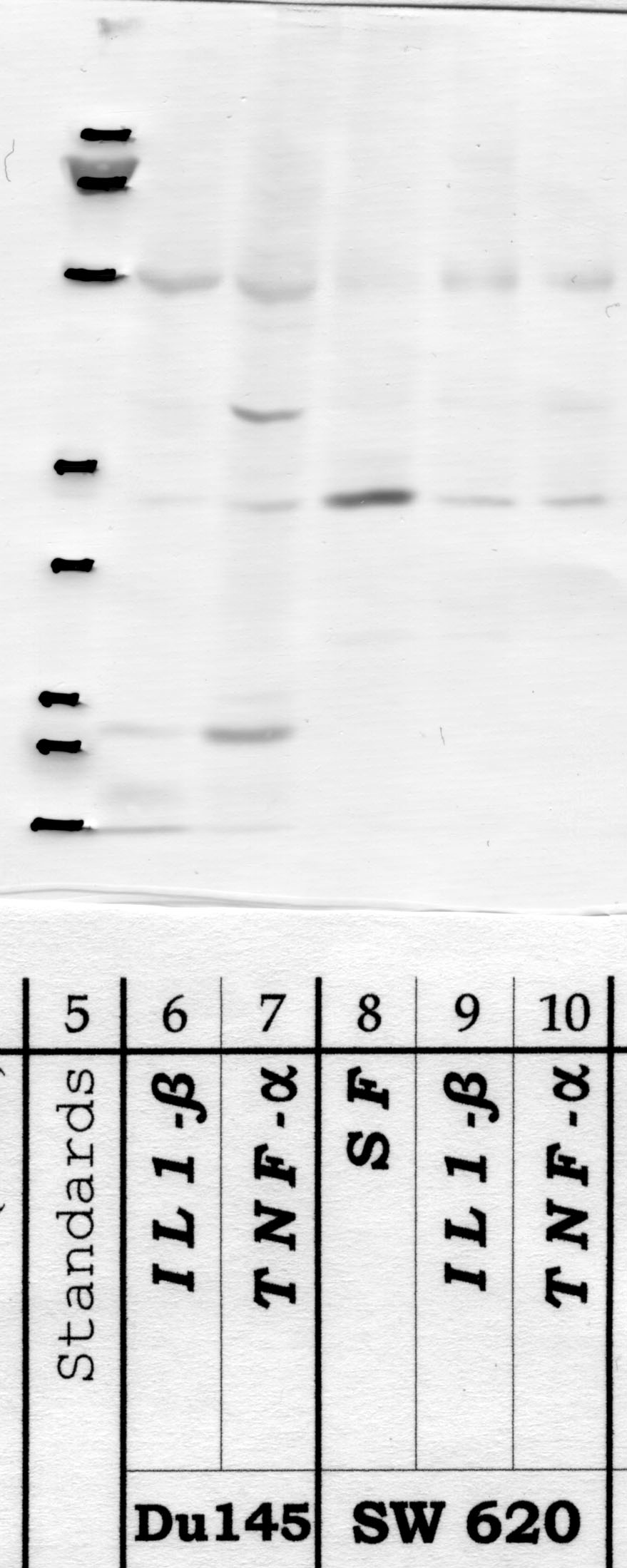 DPP-10: Catalytic domain — WB validation