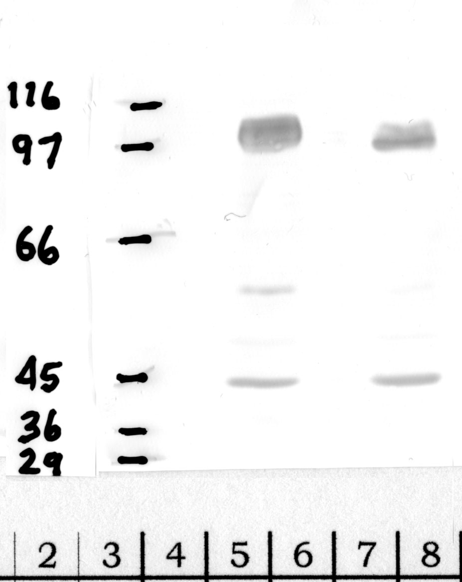 DPP-8: Catalytic domain — WB validation