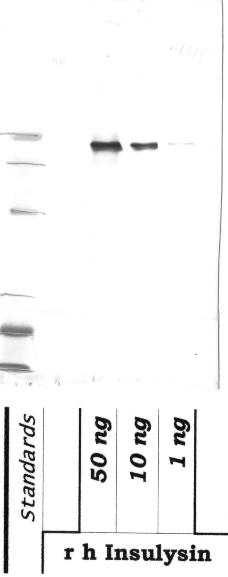 Insulysin: Mid-molecule — WB validation
