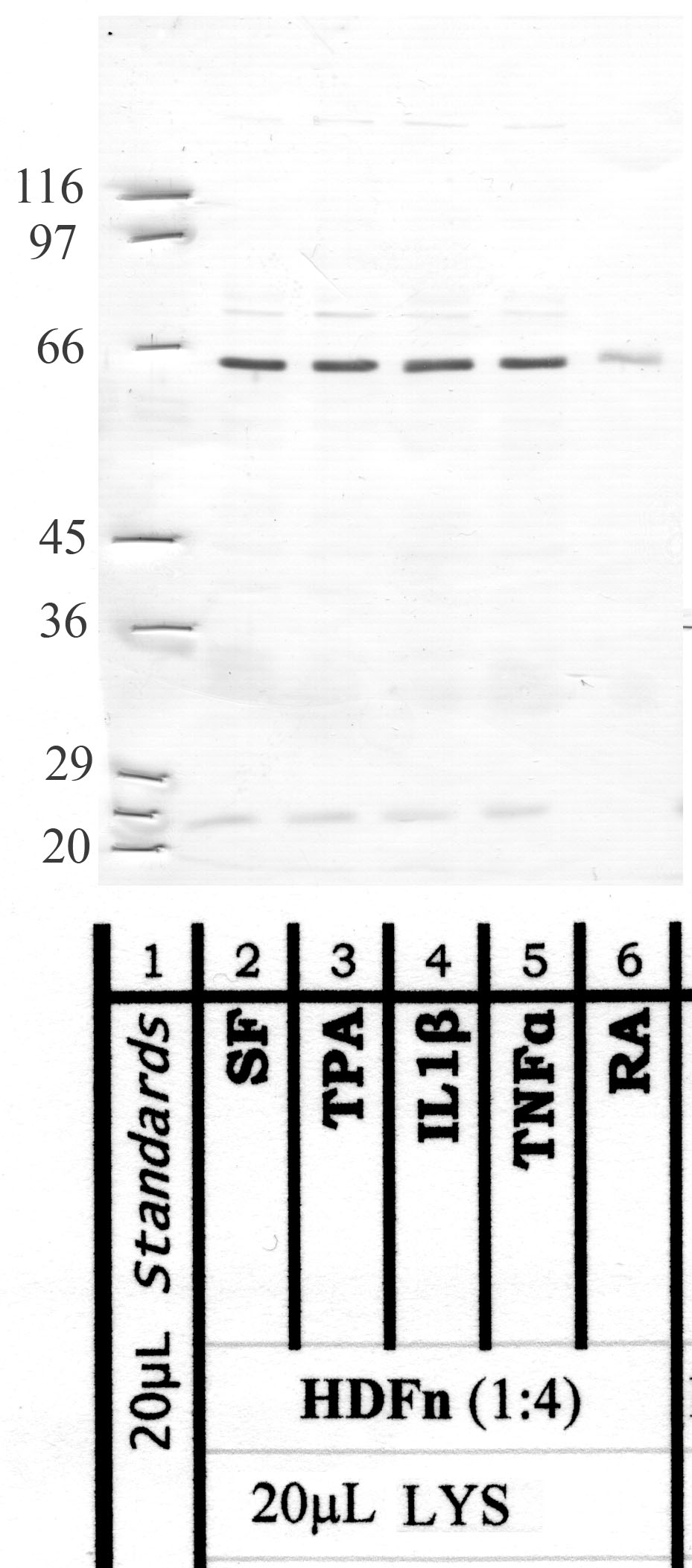 MMP-16: Furin cleavage site — WB validation
