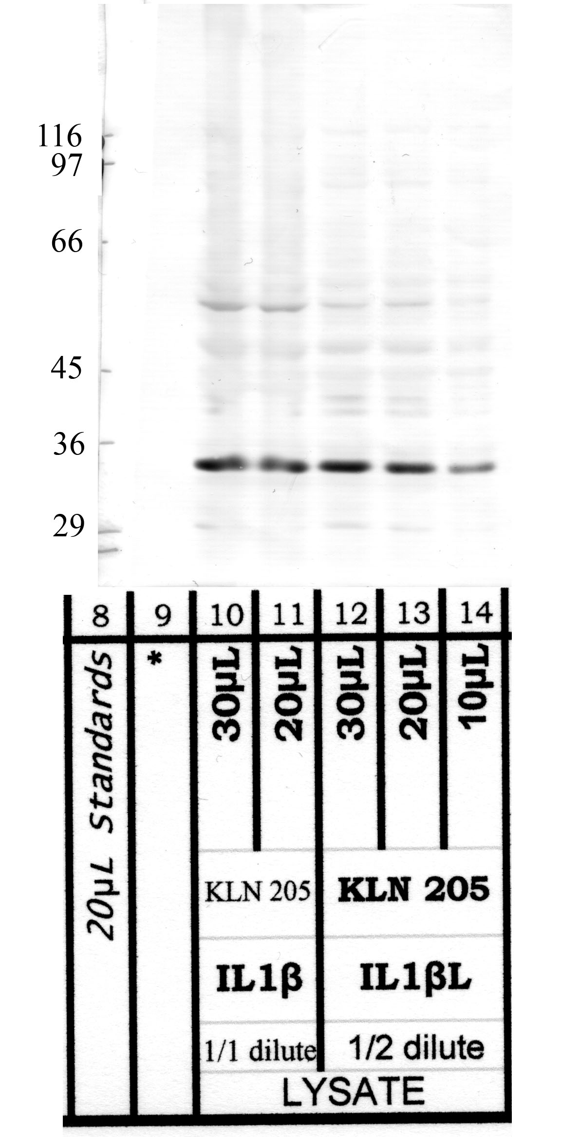 ADAM-1: Cytoplasmic domain — WB validation