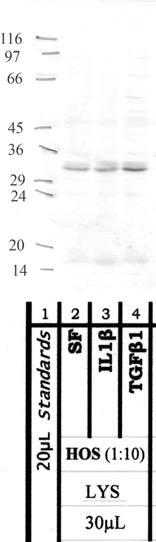 MMP-16: Propeptide region — WB validation