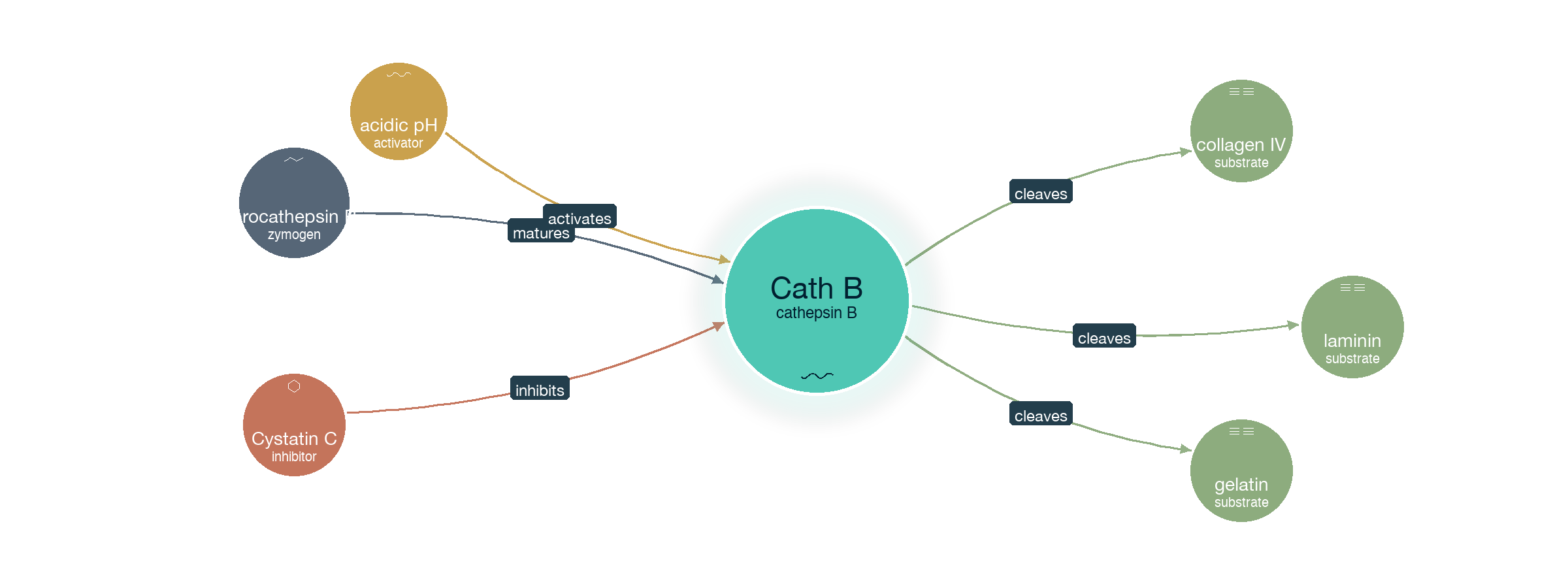 PDB ribbon diagram of cathepsin B papain-fold structure with catalytic dyad highlighted at active-site cleft